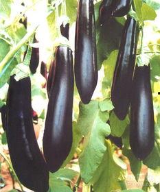 黑茄瓜怀孕可以吃吗,安全与营养两不误