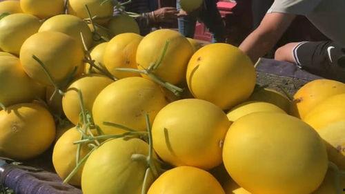 今日份蜜瓜甜度多少