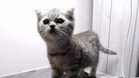 黑喵吃瓜,揭秘娱乐圈那些不为人知的幕后故事