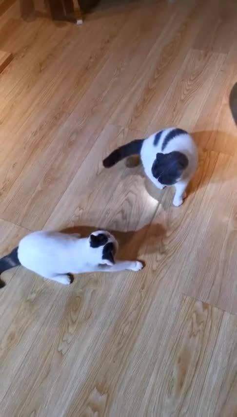 黑喵吃瓜,揭秘娱乐圈那些不为人知的幕后故事