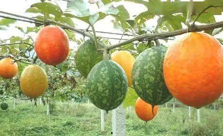 山东今日吊瓜价格表,市场行情一览