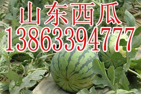 山东今日吊瓜价格表,市场行情一览