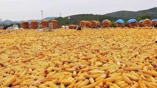 水瓜今日收购价,市场行情波动，价格走势分析”