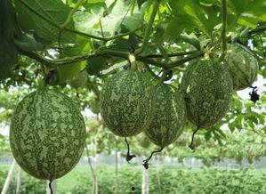 吃炒吊瓜会黑吗会胖吗女生,揭秘黑化与增肥真相