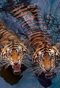 巴西普黑瓜马紫罗兰水虎吃虫吗,巴西普黑瓜马紫罗兰水虎的捕食习性揭秘