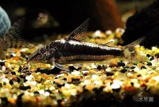 巴西普黑瓜马紫罗兰水虎吃虫吗,巴西普黑瓜马紫罗兰水虎的捕食习性揭秘