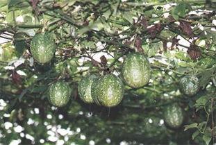 保定产地吊瓜今日价格,今日价格行情一览”