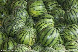 保定产地吊瓜今日价格,今日价格行情一览”