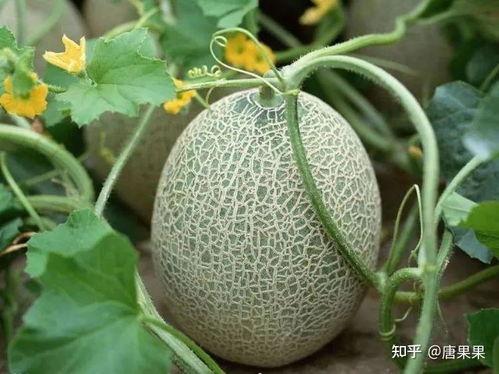 进口蜜瓜今日份到货时间,进口蜜瓜，尽享夏日甘甜时光