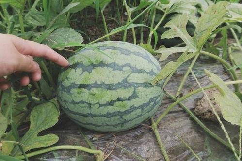今日宜负责人的瓜,揭秘背后惊人真相