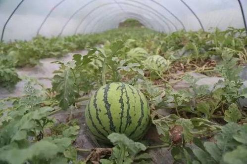 今日宜负责人的瓜,揭秘背后惊人真相