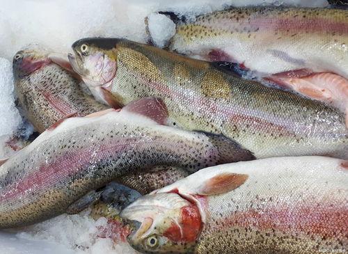 什么鱼吃黑蜜瓜最好吃,揭秘哪种鱼最钟爱黑蜜瓜