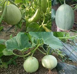 51热门大瓜top1,揭秘今日最热话题榜首风云