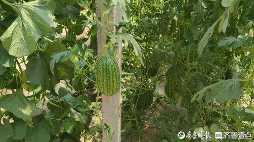 今日大瓜 热门大瓜,揭秘娱乐圈最新热点事件