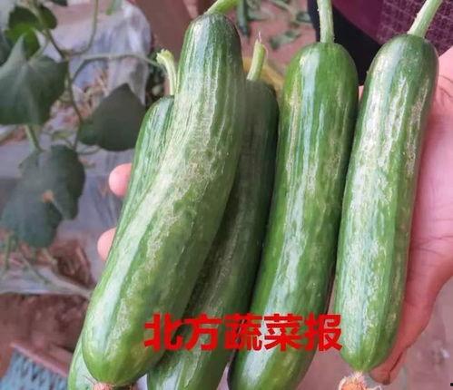 海宁今日是否有大瓜卖,新鲜热辣，不容错过！