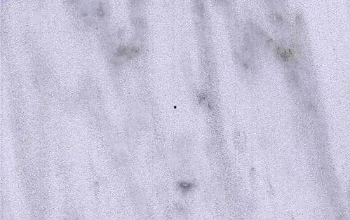 广西白皮毛瓜今日收价,行情波动，市场动态一览”