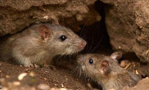 吃瓜养大黑耗子,黑耗子的成长奇遇记