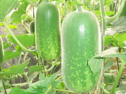 17今日吃瓜热门大瓜必看,热门大瓜盘点，必看精彩瞬间