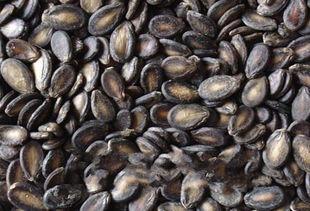 吃黑瓜子的瓜有什么好处和坏处,黑瓜子食用益处与风险解析