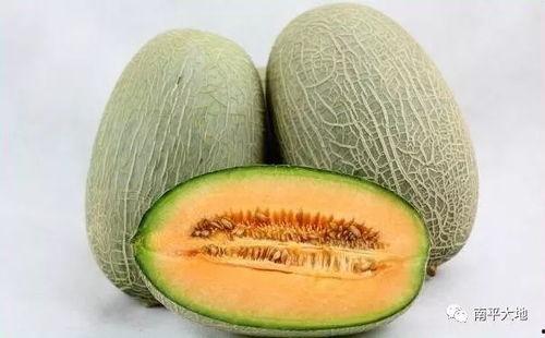 桃源今日哈密瓜在哪里,探寻哈密瓜的神秘源地