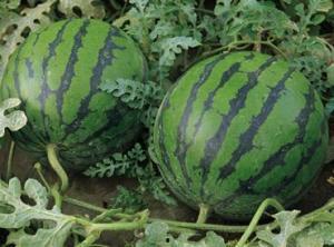 998.su热门大瓜,揭秘娱乐圈最新猛料！