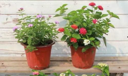 沧州吃瓜爆料视频最新一期,最新一期揭秘惊人内幕