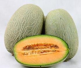 今日哈密瓜种子价格查询,2023年今日哈密瓜种子价格实时概览