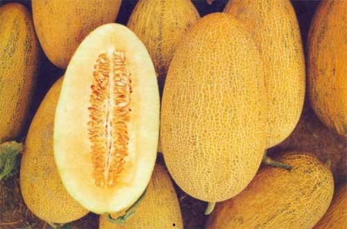 今日哈密瓜种子价格查询,2023年今日哈密瓜种子价格实时概览