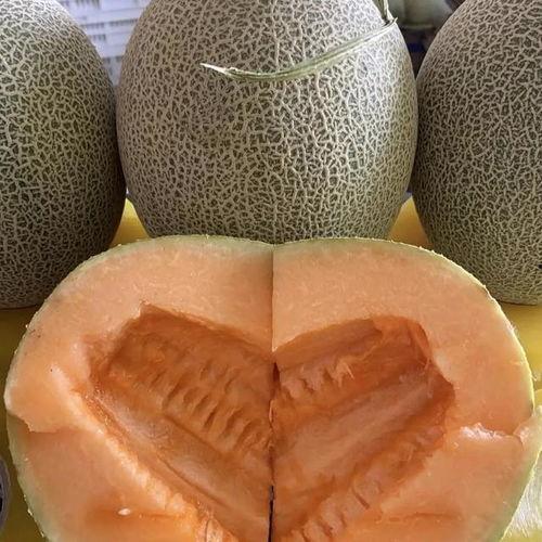 今日哈密瓜种子价格查询,2023年今日哈密瓜种子价格实时概览