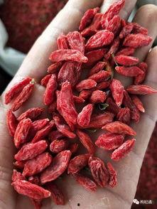 瓜州枸杞今日价格行情,品质优价稳升，市场热度不减