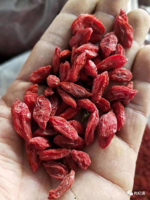 瓜州枸杞今日价格行情,品质优价稳升，市场热度不减