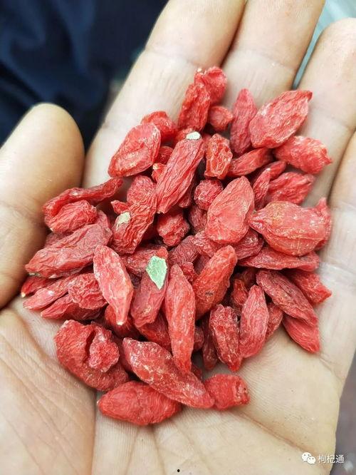 瓜州枸杞今日价格行情,品质优价稳升，市场热度不减