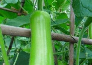 今日瓠瓜的价格是多少,市场行情一览