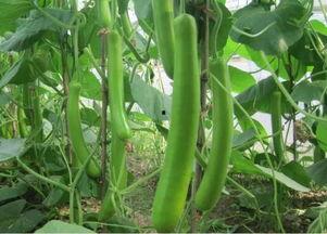 今日瓠瓜的价格是多少,市场行情一览