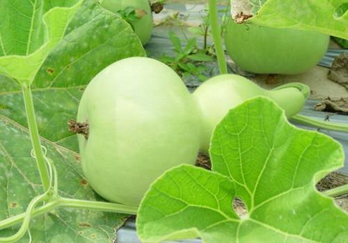 今日瓠瓜的价格是多少,市场行情一览