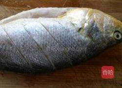 红瓜鱼今日市场价,今日行情一览