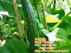 保山小瓜今日价格行情,今日行情一览”