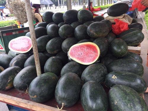 保山小瓜今日价格行情,今日行情一览”