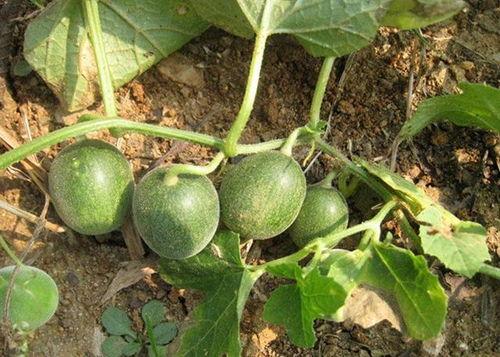 保山小瓜今日价格行情,今日行情一览”