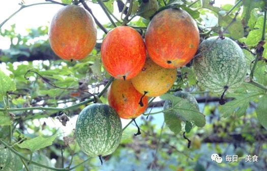 今日吊瓜的价格是多少,市场行情一览