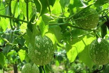 今日吊瓜的价格是多少,市场行情一览