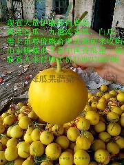 山东聊城莘县今日瓜价格,新鲜瓜价走俏，市民抢购热潮