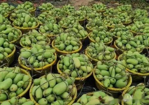 广西今日瓠瓜收购价,市场行情分析”