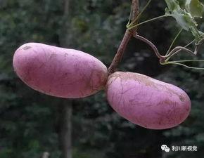 今日青皮八月瓜价格,市场波动下的新鲜资讯解读”