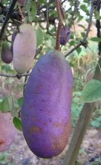 今日青皮八月瓜价格,市场波动下的新鲜资讯解读”