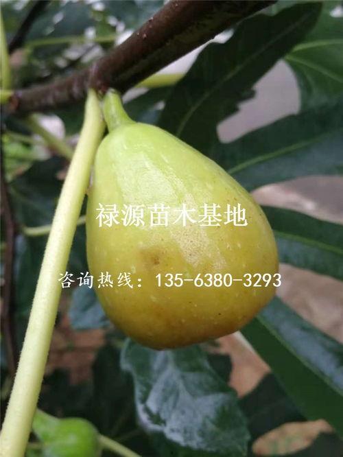 今日青皮八月瓜价格,市场波动下的新鲜资讯解读”