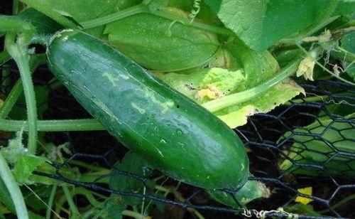 黑生物吃瓜,揭秘奇异食性之谜