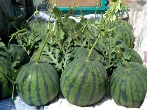 许昌市吊瓜今日行情,价格波动与市场动态一览