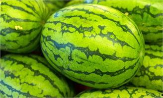 许昌市吊瓜今日行情,价格波动与市场动态一览