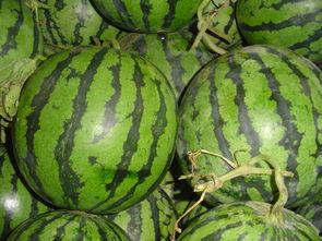 内黄县小白瓜今日价格,市场行情一览